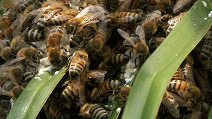 africanized-honey-bees-gridview