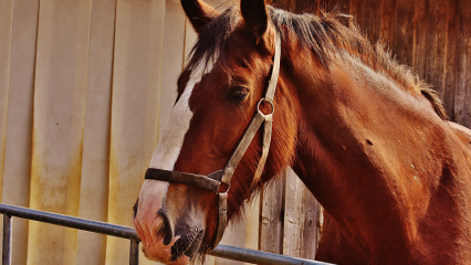 animal-movement-gridview