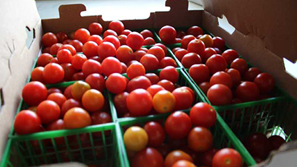state-farmers-market-gridview