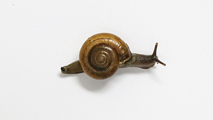 horntail-snail-gridview