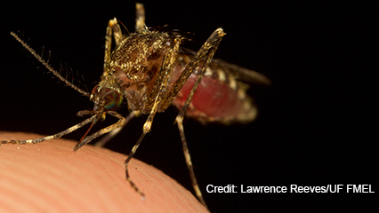 mosquitoes-general-information-gridview