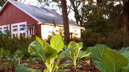 farm-to-school-gridview