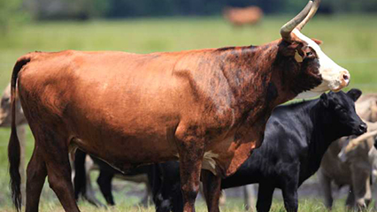 cattle-gridview