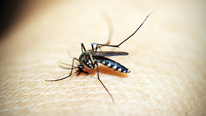 mosquito-control-directory-gridview