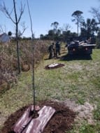 tree-planting