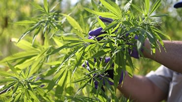 A man collecting hemp in a field