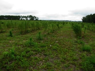 000-Sequestering Carbon and Protecting Florida Land Program