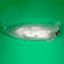 Cluster of parasitoid cocoons