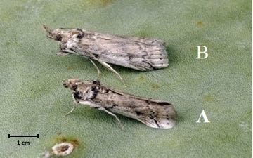 Cactus moth adult male (A) and female (B)