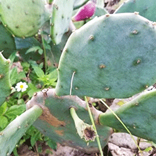 cactus-moth-egg-sticks
