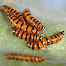 Cactus Moth Larvae