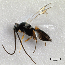 Adult A. opuntiarum lateral view