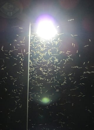 swarm