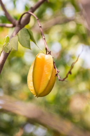 carambola