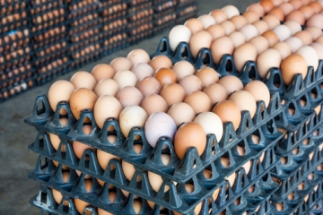 egg
