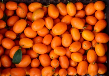 kumquat