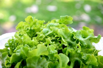 lettuce