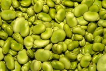 lima bean
