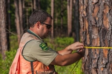 Forester_Measuring_Tree.jpg