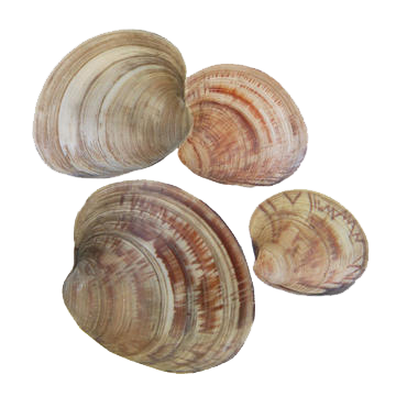 clams-banner