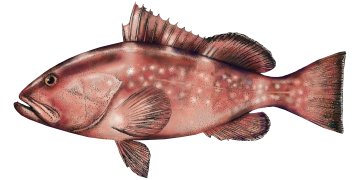 grouper_hres