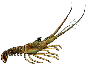 lobster_hres