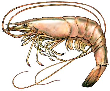 shrimp_hres