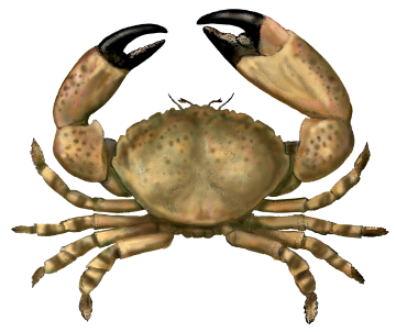 stonecrab_hres