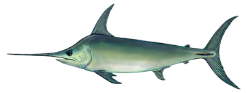 swordfish_hres