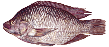 tilapia_hres