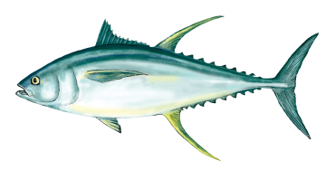 tuna_hres