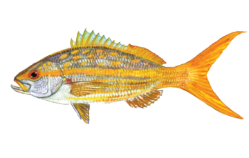 yellowtailsnapper_hres