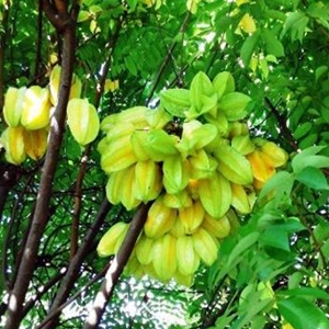 Florida carambola (star fruit)
