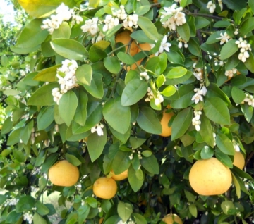 Oranges Caribfly Certification Program