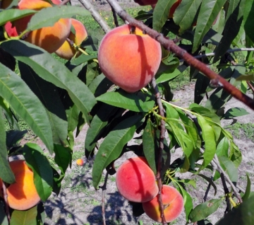 Peaches Caribfly Certification Program