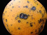 citrus-black-spot-589
