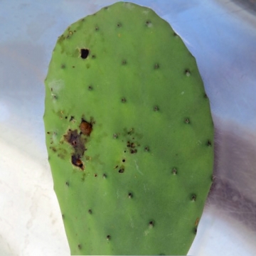 The frass is visible in the cladode