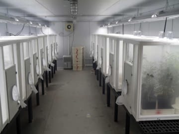 Dundee Tamarixia rearing cages