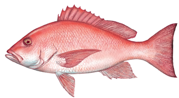 redsnapper_hres-1