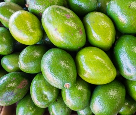 Avocado.jpg