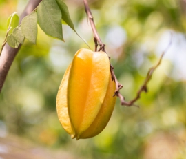 carambola.jpg