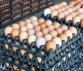 eggs.jpg