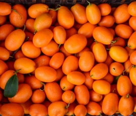 kumquat.jpg