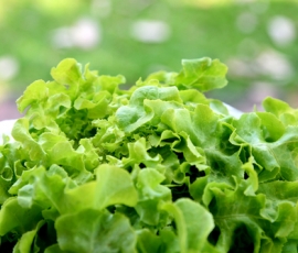 lettuce.jpg