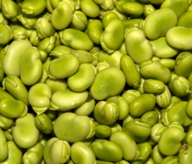 lima bean.jpg