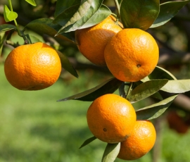 orange.jpg