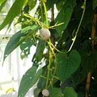 bulbils