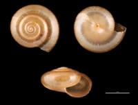 horntail-snail-shells