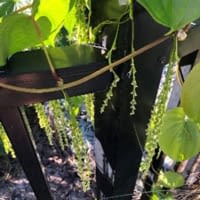 flowering-air-potato