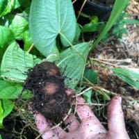 tubers